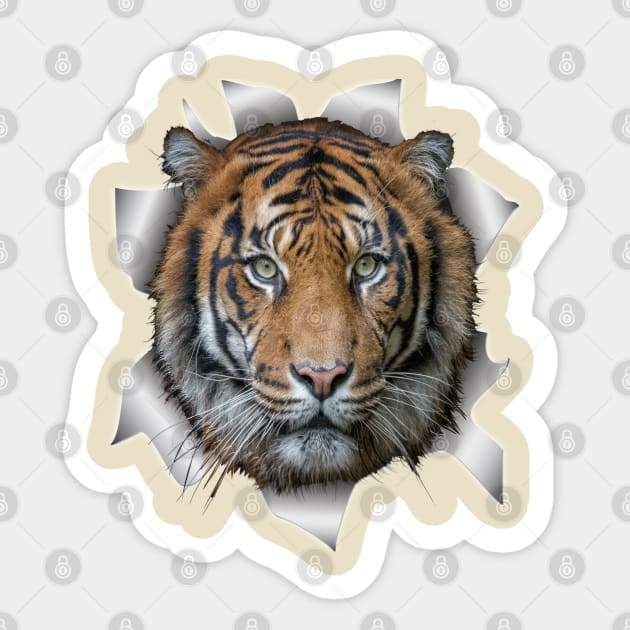Wildlife Bengal-tiger Sticker by Nadine8May